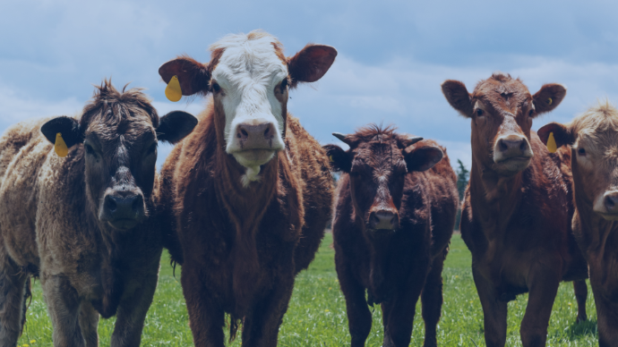 ABU | Beef - Daging Sapi