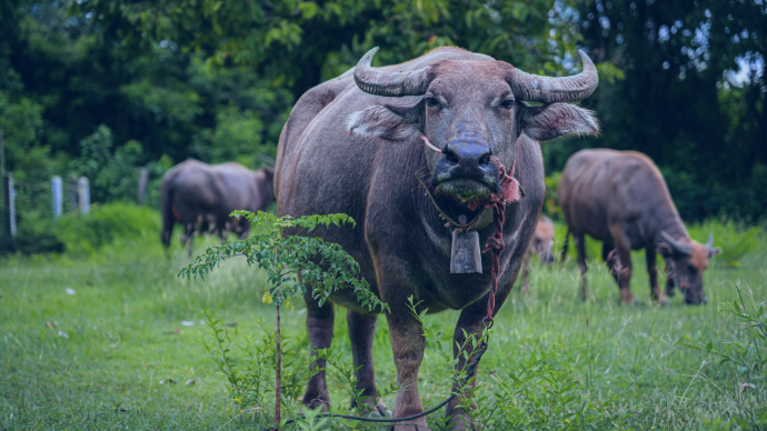 ABU | Buffalo - Daging Kerbau