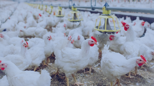 ABU | Chicken - Daging Ayam