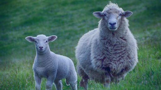 Karton MCS | Lamb - Daging Domba & Kambing